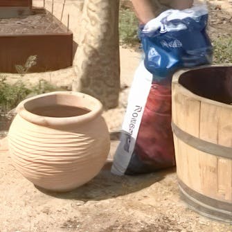 flytte roser flytte roser